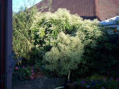 pilostegia-fausse-viorne-1