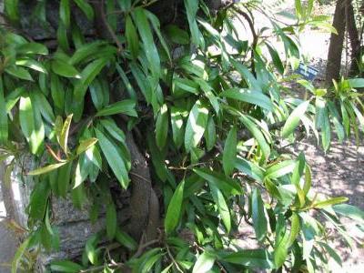 pilostegia-fausse-viorne-2