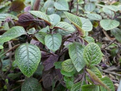 plectranthus-cilie-1