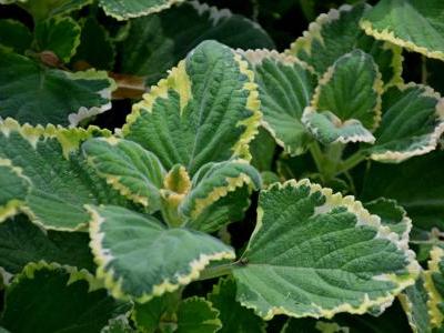 plectranthus-cilie-2