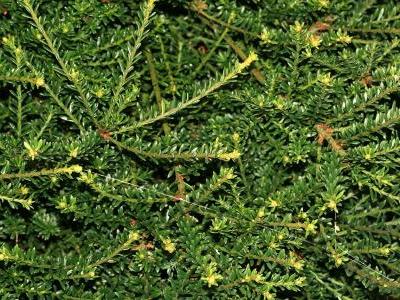 podocarpe-montagnard-1