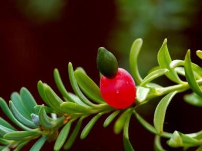 podocarpe-montagnard-2