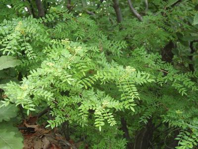poivrier-de-sansho-1
