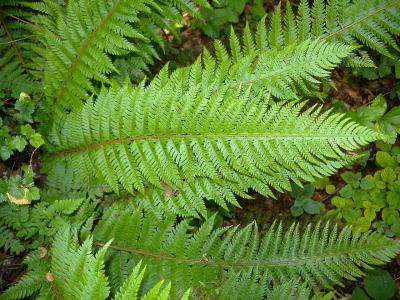 polystic-a-aiguillons-1