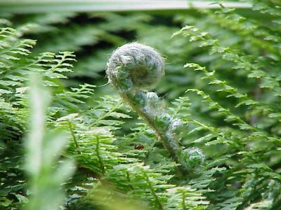 polystic-a-soies-2