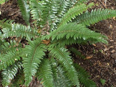 polystic-rigens-1