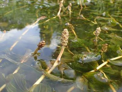 potamot-perfolie-2