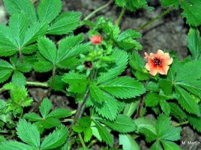 potentille-du-nepal-1
