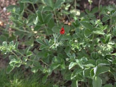 potentille-sanguine-2