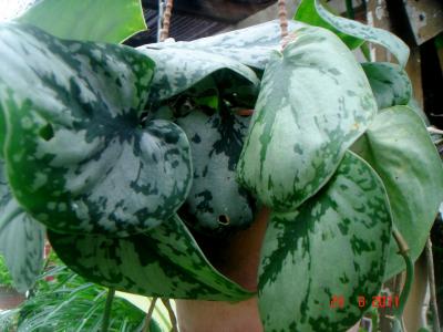 pothos-tachete-2