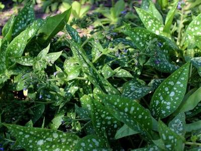 pulmonaire-a-longues-feuilles-1