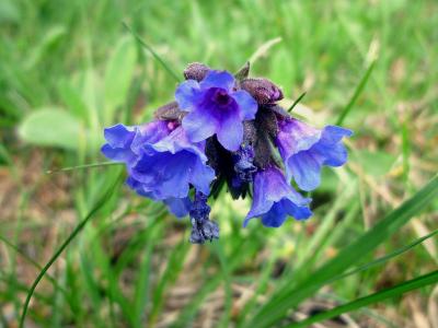 pulmonaire-a-longues-feuilles-2