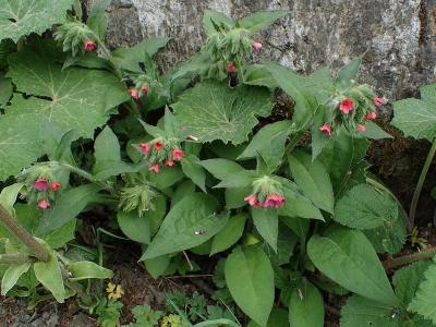 pulmonaire-rouge-1