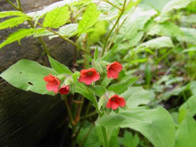 pulmonaire-rouge-2