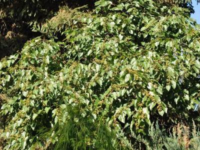 raisinier-de-chine-1