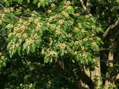 raisinier-de-chine-2