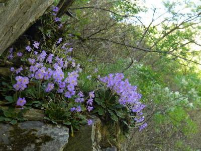 ramondie-nathaliae-1