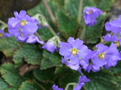 ramondie-nathaliae-2