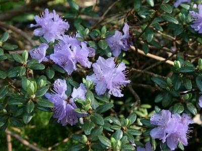 rhododendron-nain-1