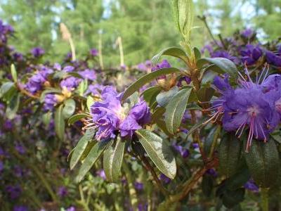 rhododendron-nain-2