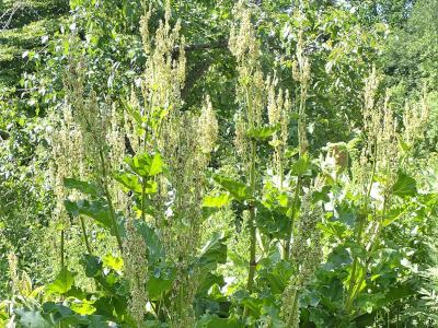 rhubarbe-des-jardins-2