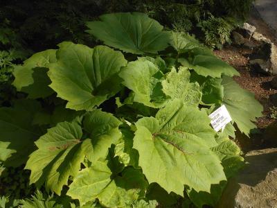 rhubarbe-palmee-1