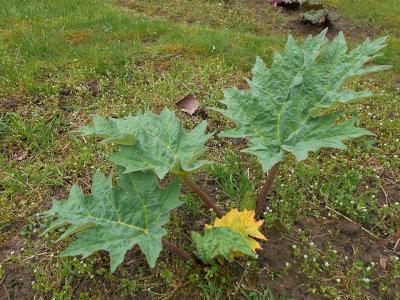 rhubarbe-palmee-2