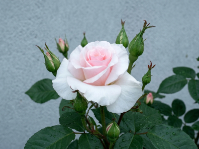 rosier-a-whiter-shade-of-pale-2