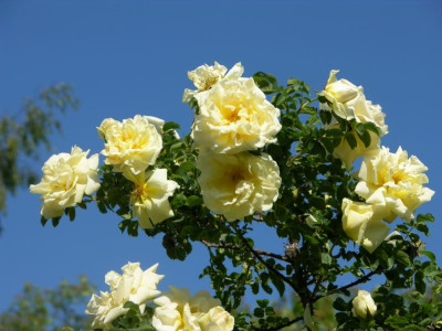 rosier-agnes-2