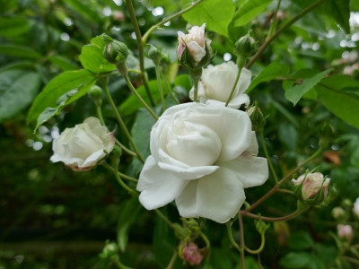rosier-aimee-vibert-1