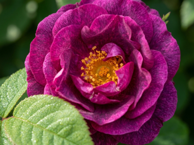 rosier-alain-blanchard-2
