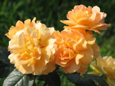 rosier-bernstein-rose-1