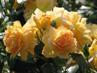 rosier-bernstein-rose-2