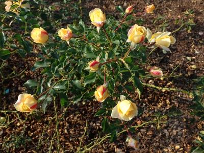 rosier-candela-1