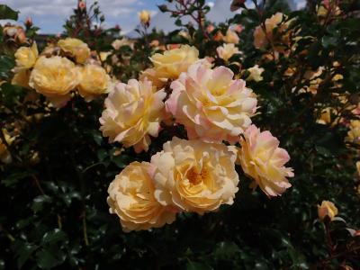 rosier-candela-2