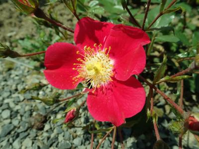 rosier-candia-meidiland-1