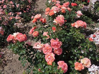 rosier-coral-lions-rose-1