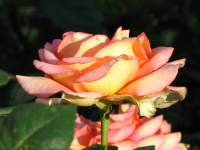 rosier-fantasia-mondiale-2