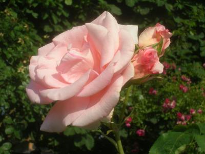 rosier-flamingo-1