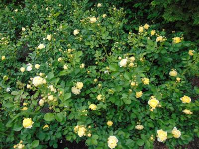 rosier-golden-border-1