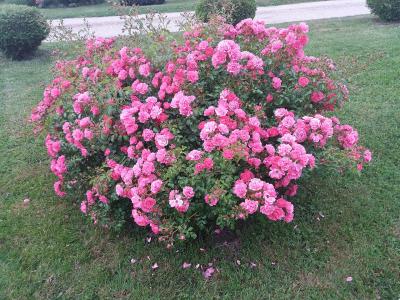 rosier-heidetraum-1