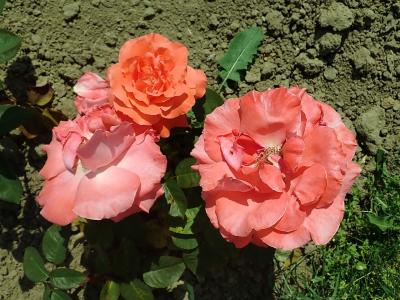 rosier-herzog-von-windsor-1