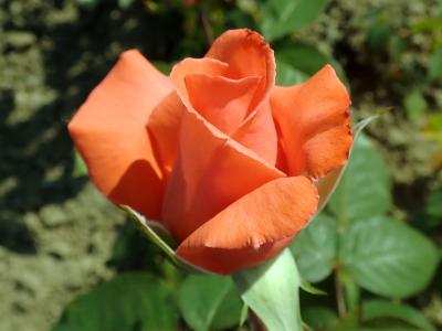 rosier-herzog-von-windsor-2