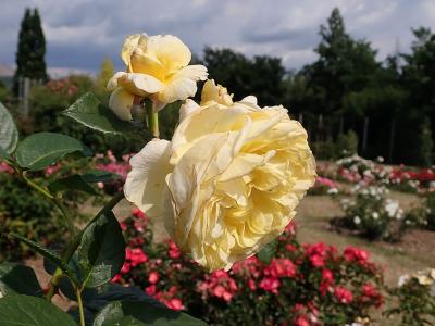 rosier-karl-ploberger-2