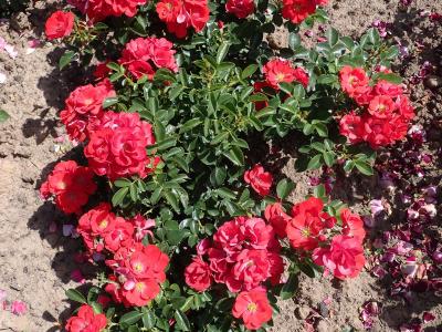rosier-kesse-lippe-1