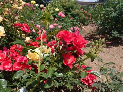 rosier-kesse-lippe-2