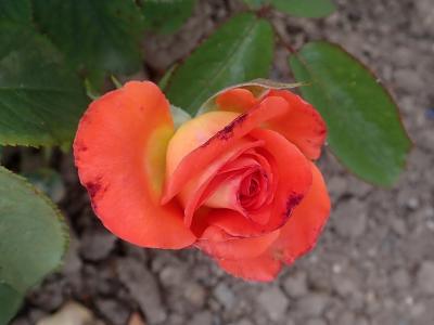 rosier-konigin-der-rosen-1