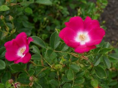 rosier-libertas-1