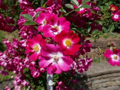 rosier-libertas-2