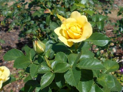 rosier-lichtkonigin-lucia-1